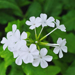 3 White Plumbago Plants Live, Plumbago Flower Live Plants, 4 to 6 Inc Tall, Tropical Shrub Plant