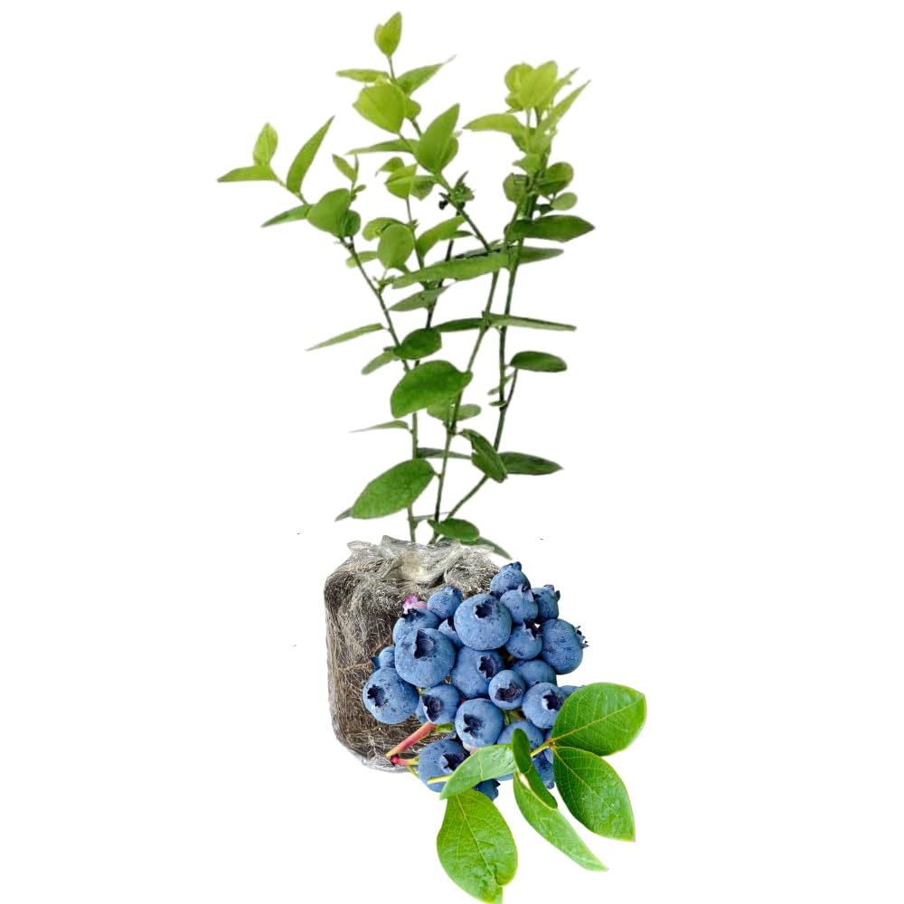 1 Blueberry Bush Live Plant 5 to 9 Inch Tall, Blueberry Plant Live for Planting, Sweet Blueberries Fruit Tree Live Plant (Emerald Blueberry)