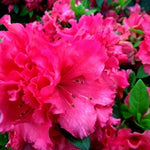 Red Silver Leaf Azalea Live Plant Tree for Planting, 5 to 10 Inc Tall, Well Rooted, No Pot Azalea Red Flowers Variegated Leaf Rhododendron Bush Shrub