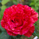 Rose Plant Live for Planting Indoor Outdoor, 5-10 Inch Tall, Fragrant Flowers Well Rooted, Roses Bush Shrub (Rare Red Rose)