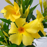2 Yellow Dipladenia Bushes Flower Plants, Pink Flowering Plants, 4-8 Inches, Outdoor Growing
