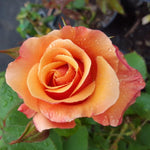 Rose Bush Live Plant, Heirloom Rose Plant Live for Planting, 5-10 Inch Tall, Fragrant Flowers Well Rooted Starter Plant, No Pot (Coral Rose)