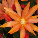 Orange Easter Cactus Plant Live 4-7 Inches, Spring Easter Cactus, Vibrant Seasonal Blooms for Indoor Planting