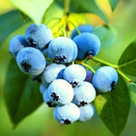 2 Sharpblue Blueberry Bush Live Plant, Blueberry Plants Live for Planting 5 to 8 Inch Tall, Sweet Blueberries Fruit Seedlings