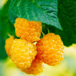 2 Raspberry Plants Live for Planting, Raspberry Bush Live Plants, Size 5-8 Inch Tall, Sweet Raspberry Trees, Well-Rooted (Fall Gold Raspberry)