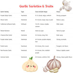 1 Pound Garlic for Planting in Spring Hardneck, 5-6 Chesnok Red Garlic Bulbs for Planting, Fresh and High Yield Bulb Variety Pack, Hardy and Fast Growing