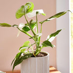 Rare Philodendron Plant Live, 4-9" Tall, No Pot, Philodendron Houseplant (White)