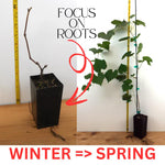 3 Climbing Red Grape Vine Trees Live Plants for Trellis, Cold Hardy Vine Sweet Grape 5-9" Tall, Wrapped in Soil