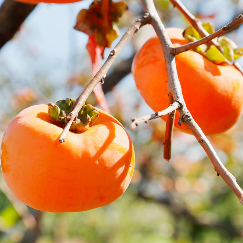 2 Persimmon Trees Live Plants, 1-2 Feet Tall Bareroots, Hardy Persimmon Fruit Tree for Outdoor Planting, No Leaves, Dormant