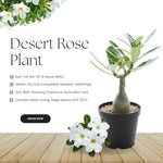 02 White Desert Rose Live Plants, Starter Adenium 3-6 Inches Tall, No Pot, No Flower, Tropical Flowering Succulent Plants for Indoor Outdoor Growing