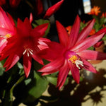 Red Easter Cactus Plant Live 4-7 Inches, Spring Easter Cactus, Vibrant Seasonal Blooms for Indoor Planting