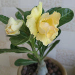 Desert Rose Plant Live, Adenium Desert Rose Plant Live, Perennial Flower Plants, 4-7 Inch Tall (Double Yellow)