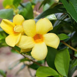 2 Yellow Mandevilla Plants Live, 4-6'' Tall, Mandevilla Flower Plants, Vibrant Flowers Plant for Outdoor Growing