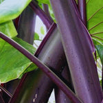 Set 2 Black Stems Alocasia Live Plants for Planting, 5 to 7 Inc Tall, Indoor Houseplant Alocasia Plant Live, No Pot, Alocasia Colocasia Taro Plants for House Plants