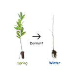 2 Chestnut Trees Bare Roots, Dormant, Hardy Chestnut Trees Seedlings 2-3 Feet, Outdoor Planting