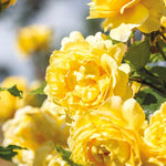 Climbing Roses Live Plant, Yellow Rose Climbing Bushes for Planting, No Pot, Cut Back, Well Rooted, No Leaf for Planting