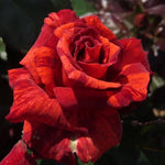 Rose Plant Live for Planting Indoor Outdoor, 5-10 Inch Tall, Fragrant Flowers Well Rooted, Roses Bush Shrub (Rare Red Rose)