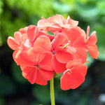 2 Orange Geranium Plants Live, Geraniums Live Plants, Colorful Flowering Plants for Garden, Patio, or Hanging Baskets, 5-9" Tall, No Pot