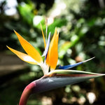 Set 4 Yellow Bird of Paradise Plants Live, 4-8 Inch Tall Tropical Plants for Indoor Outdoor Growing