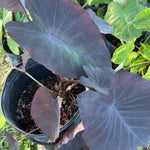 Set 2 Black Colocasia Elephant Ear Plants Live 4–7 Inches Tall, Tropical Foliage Plants for Outdoor Garden, Large Leaf Plants for Patio, Containers or Landscape