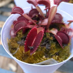 3 Starter Venus Fly Trap Live Plants in Pot, Live Venus Fly Traps for Terrarium Outdoor Indoor Gardening
