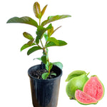 5-8 Inch Pink Guava Tree - Live Plant, Sweet Tropical Fruit for Home Gardens Indoor Outdoor Growing