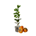 Persimmon Tree Live Plant, Persimmon Fruit Trees Live Plant, Quart Pot