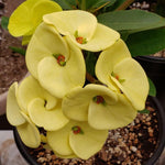 Set 2 Yellow Euphorbia Milii Plants, Crown of Thorns Live Plant, 5-8 Inc Tall, Hardy Euphorbia Flowering Houseplants