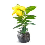 Yellow Dipladenia Live Plant, Tropical Flowering Vine Trailing Plants, 4 to 9 Inch Tall
