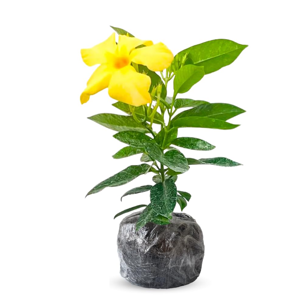 Yellow Dipladenia Live Plant, Tropical Flowering Vine Trailing Plants, 4 to 9 Inch Tall