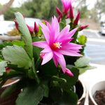 Easter Cactus Live Plant, Vibrant Blooming Cactus for Indoor Outdoor Gardens, 4-8'' Tall, No Pot (Pink Blooms)