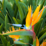 Set 4 Yellow Bird of Paradise Plants Live, 4-8 Inch Tall Tropical Plants for Indoor Outdoor Growing
