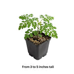 Live Moringa Tree, Moringa Oleifera Plant, 4-8 Inches Tall