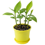 3-4 Shoots in 1 Pot Dwarf Cavendish Banana Plant Tree Live, Cold Hardy 5-10" in Tall, Outdoor Spring Planting, Rare and Sweet Banana Plants