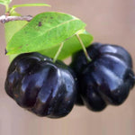 Black Surinam Cherry Tree Live Plant, 2-3 Feet in 1 Gallon Pot, Fast-Growing and Ready to Bear Fruit, High-yieding Outdoor Spring Planting, No CA