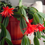 Easter Cactus Live Plant, 4-9” Tall, Rooted Holiday Cactus Succulent Plant for Indoor or Outdoor Growing, Easy Care Flowering Houseplant (Red Easter Cactus)