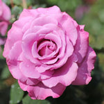 Rose Bush Live Plant, Rose Plant Live for Planting, 5-10 Inch Tall, Fragrant Flowers Well Rooted Starter Plant Indoor Outdoor (Purple Rose)