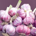 1/2 LB Large Garlic Bulbs for Planting in Fall, High Yield Hardneck Garlic Cloves Seeds, Fresh, Cold Hardy and Fast Growing, Various Varieties