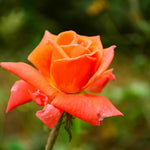 Climbing Roses Live Plants, Rose Bushes Ready to Planting, No Pot, Cut Back, Well Rooted, 6-8 Months Old (Orange)