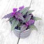 2 Gynura Purple Passion Plants Live, 4-8” Tall, Royal Velvet Purple Indoor Plant Live Houseplant for Home Décor, No Pot Included