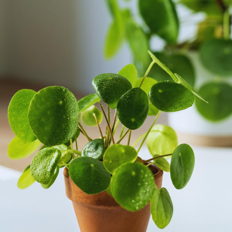 3 Live Pilea Peperomioides Plants, Live Money Plants from 3 to 5 Inc in Height, Money Plants Pot, Pilea Peperomioides Plants, Pilea Peperomioides Live Plants