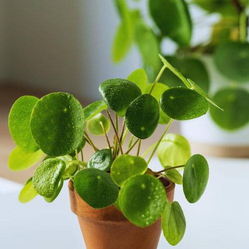 3 Live Pilea Peperomioides Plants, Live Money Plants from 3 to 5 Inc in Height, Money Plants Pot, Pilea Peperomioides Plants, Pilea Peperomioides Live Plants