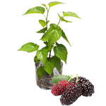 Mulberry Tree Live Plant 5 to 8 Inch Height, Everbearing Mulberry Bush Live Plant to Grow, Mulberry Plant Live (Illinois Everbearing Mulberry)