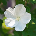 1 Rose of Sharon Live Plant 6 to 13 Inch Tall, Althea Hibiscus Plant Live, in Pot, Fragrant Hibiscus Syriacus Bush (White Rose of Sharon Bush)