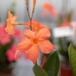 Orange Dipladenia Live Plant, Tropical Flowering Vine Trailing Plants, 4 to 9 Inch Tall