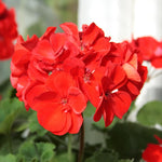 2 Red Geranium Plants Live, Geraniums Live Plants, Colorful Flowering Plants for Garden, Patio, or Hanging Baskets, 5-9" Tall, No Pot