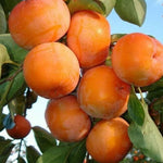 5 Sweet Persimmon Trees Live Plants 1-1.5 Feet Tall, Bare Roots, Hardy Fruit-Bearing Tree Ready to Grow Outdoor