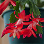 Christmas Cactus Plants Live, Flowering Thanksgiving Cactus with Vibrant Blooms, 4-7'' Tall, Easy-Care Indoor Houseplant (Red Blooms)