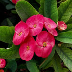 Set 2 Pink Euphorbia Milii Plants, Crown of Thorns Live Plant, 5-8 Inc Tall, Hardy Euphorbia Flowering Houseplants