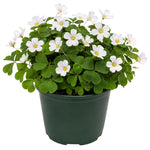Live Oxalis Plant 5-10" Tall, Green Shamrock Perennial Plants in Pot, Well Rooted Ornamental Plant for Growing Indoor Outdoor